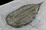 Dalmanites Trilobite Fossil - New York #99080-3